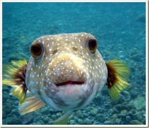 Pufferfish!